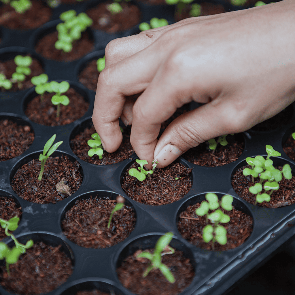 Por que os alimentos sem agrotóxicos são melhores para o meio ambiente?