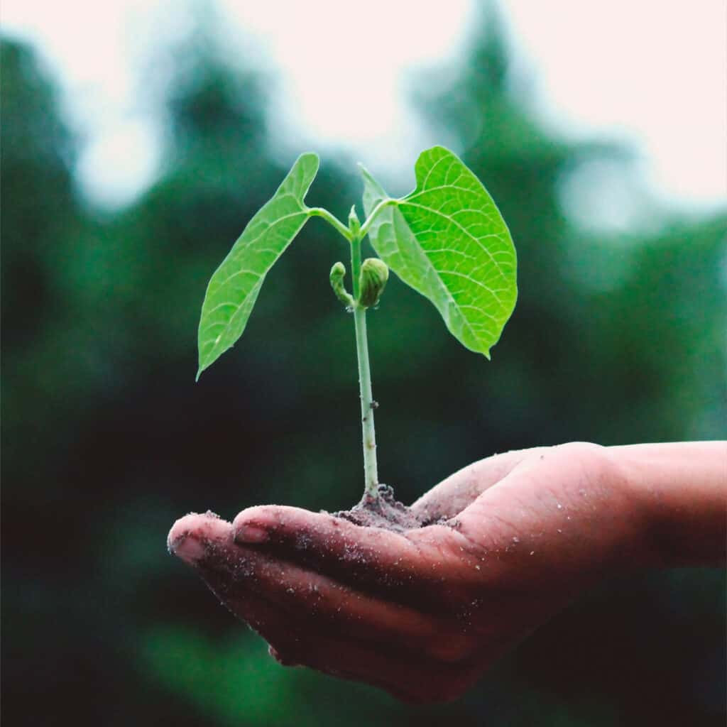 Carbono neutro: por que é importante evitar e neutralizar emissões de dióxido de carbono?